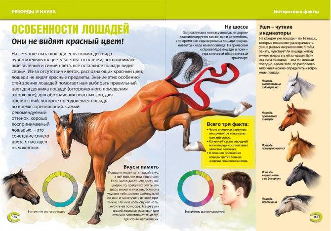 Интересные факты о лошадях: конный спорт, необычные полицейские