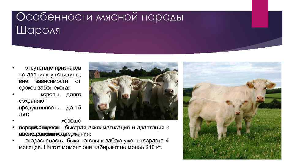 Казахская белоголовая порода коров. характеристики, особенности содержания.