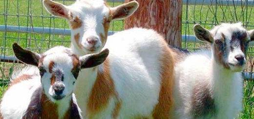 Камерунские козы – описание и характеристики породы карликовых коз