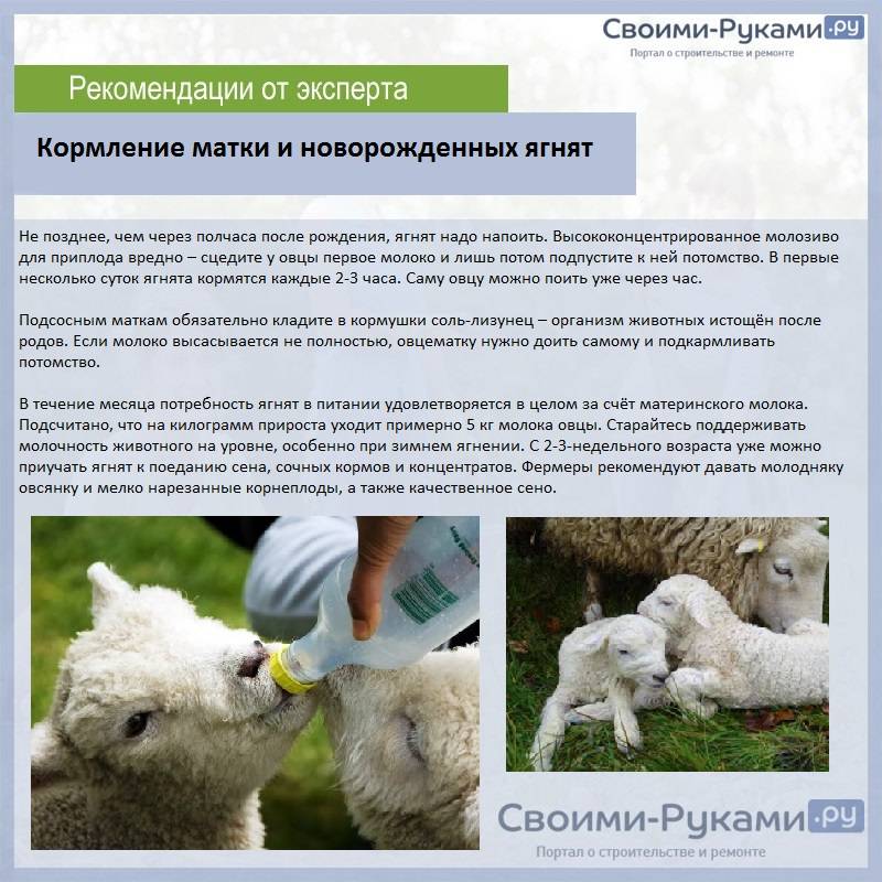 Кормление козы: рацион и нормы питания, запрещенные продукты