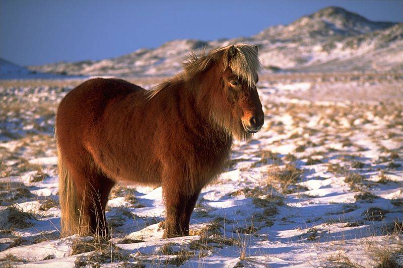 Описание и характеристики алтайской породы лошадей, особенности содержания