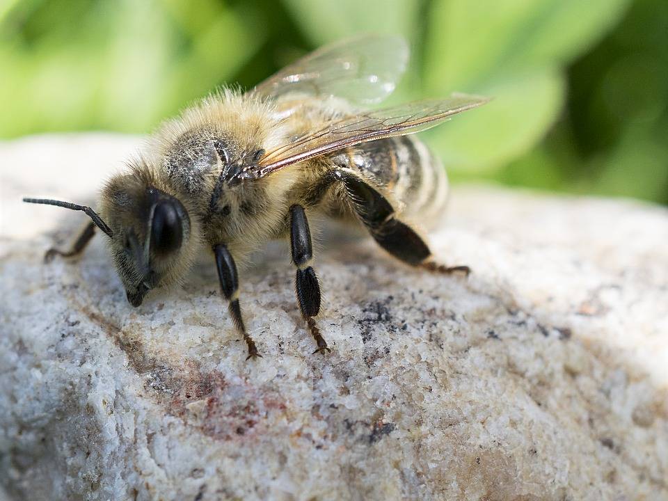 Основные черты породы кавказских пчел