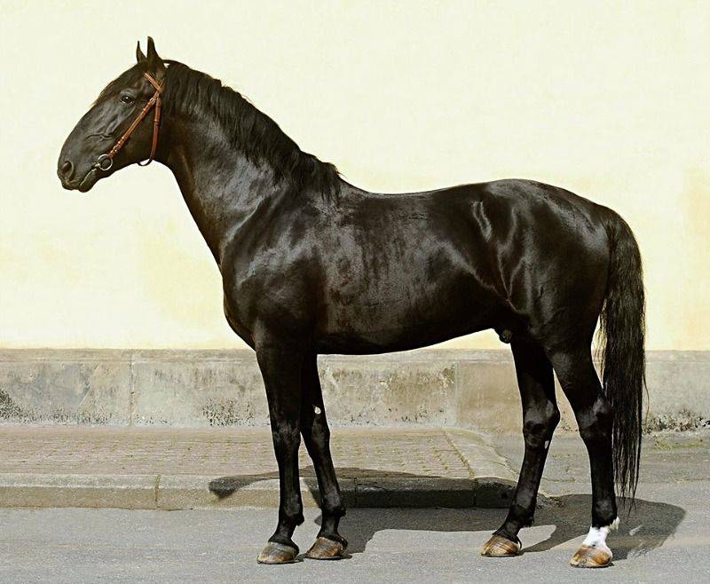Карачаевская порода лошадей: фото, описание, разведение и содержание