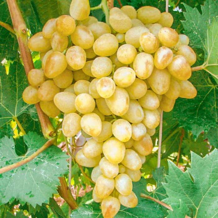 Аркадия виноград: описание и характеристика сорта, выращивание и уход, на какой год начинает плодоносить