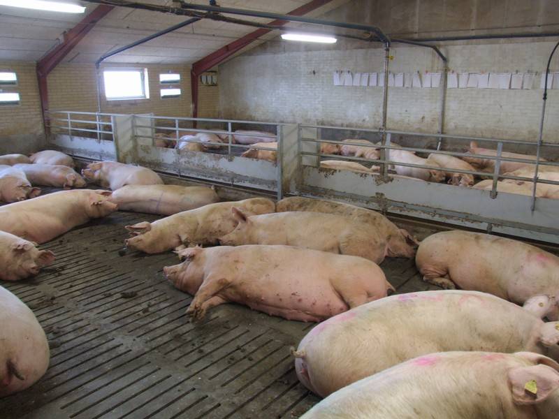 Откорм свиней на мясо