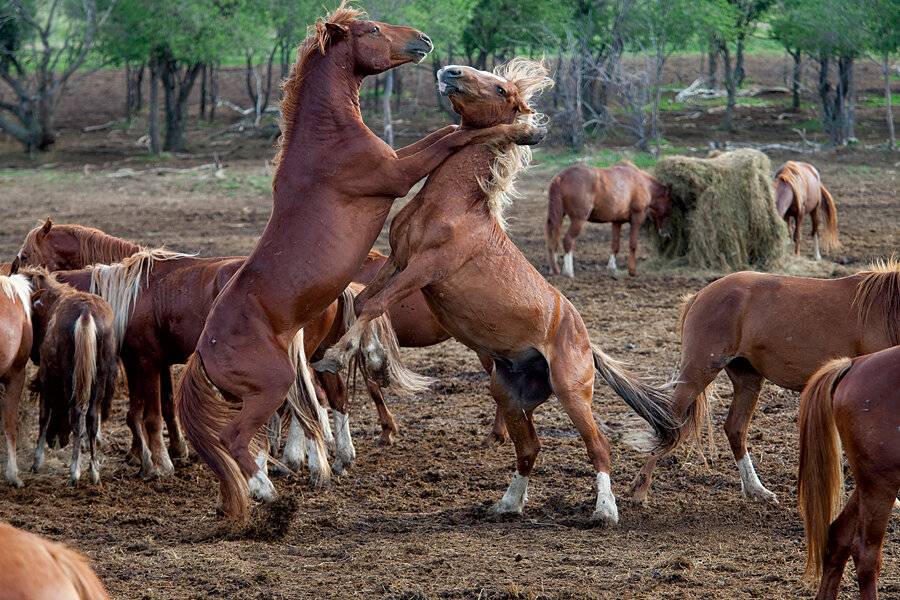 Как проходит спаривание лошадей, выбор и подготовка коней к вязке