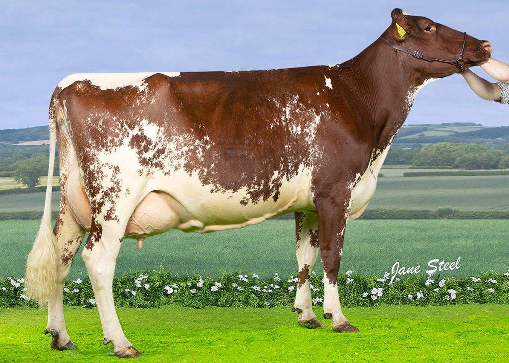 Красная корова - степная порода, характеристика крс