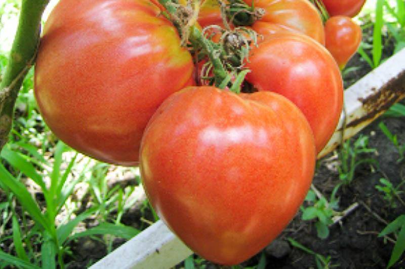 Выращивание помидоров сорта воловье сердце — разбираем вместе