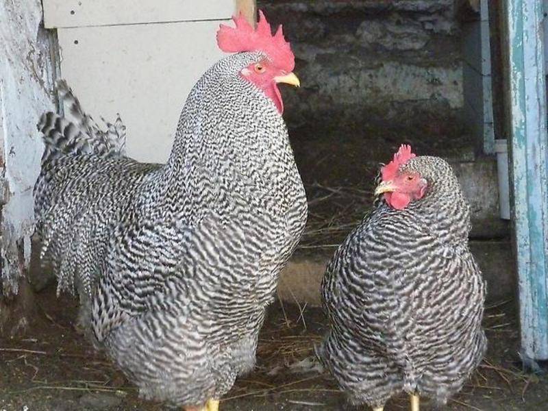Описание породы кур плимутрок полосатый — содержание и уход, болезни, фото куриц