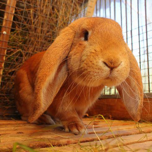 Кролики породы французский баран: ? описание, характеристика и отзывы