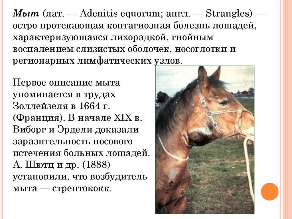 Распространенные заболевания и болезни лошадей