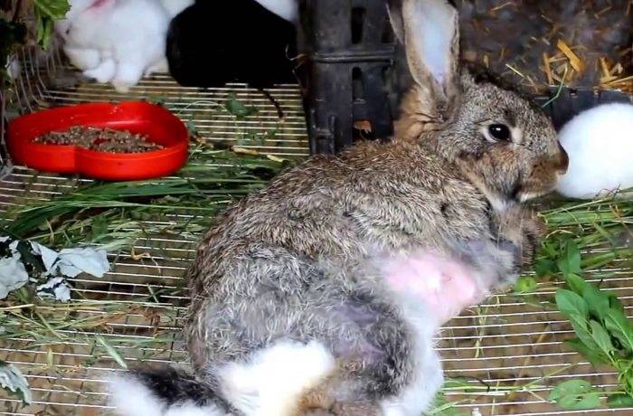 Почему кролики едят свой помет
