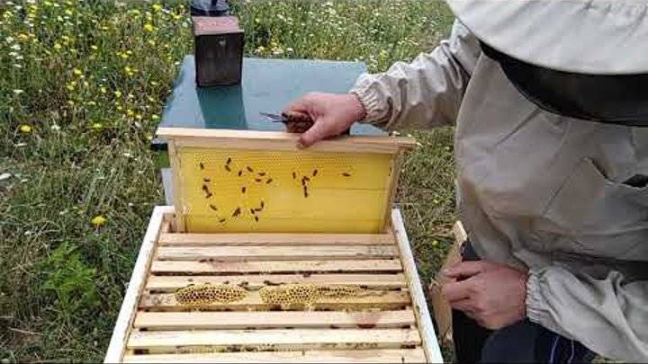 Разведение пчел - особенности отрасли и рекомендации с чего начать бизнес (115 фото)