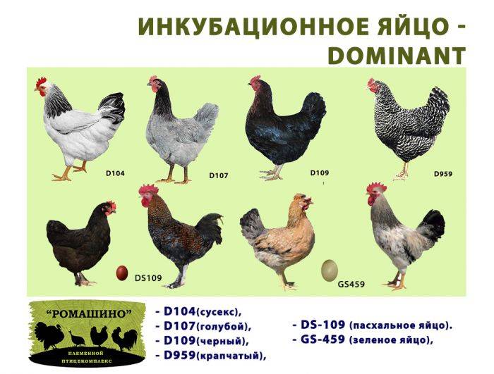 Описание пушкинской породы кур