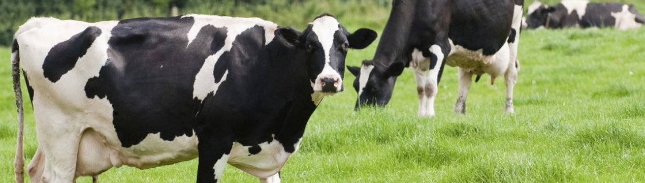 Беспривязное содержание коров на ферме — условия и технологии