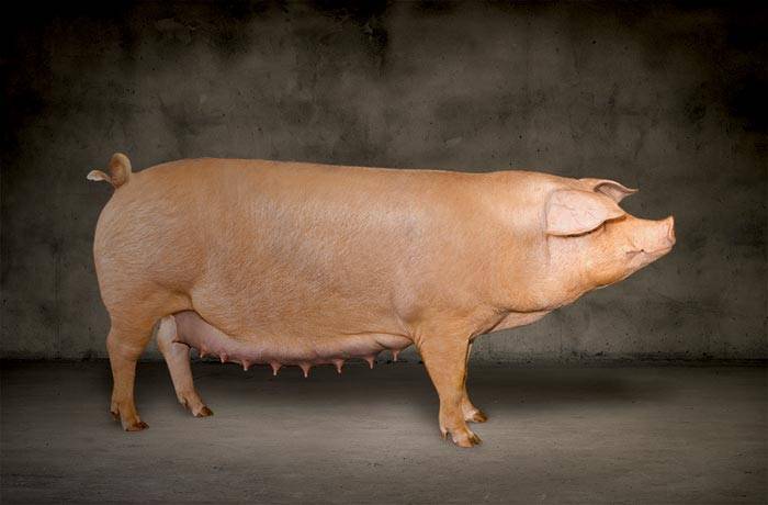 Беконные свиньи и как их правильно откармливать