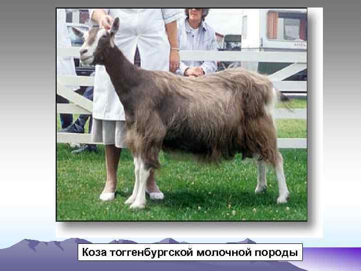 Тоггенбургская порода коз: описание и характеристика