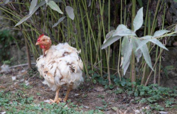 Содержание домашней птицы | принудительная линька кур