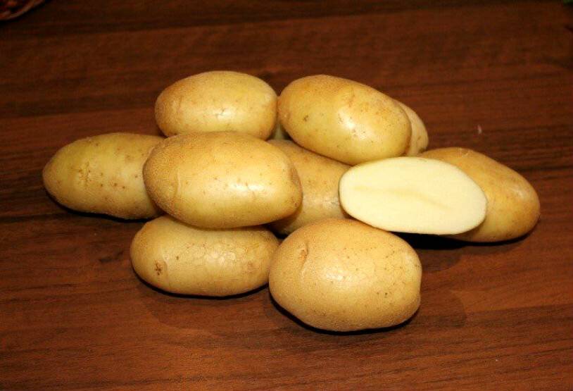 Картошка удача: фото, отзывы и описание сорта, урожайность
