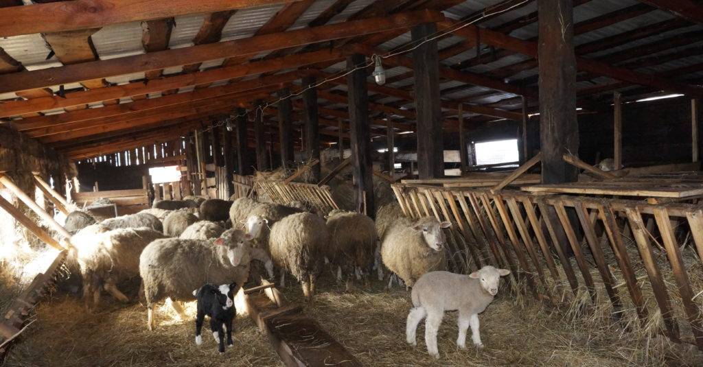 Разведение овец и баранов как бизнес: содержание, уход, кормление