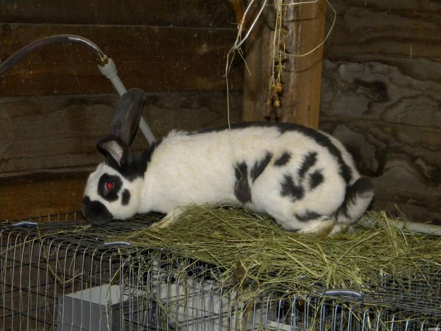 Кролик строкач: описание и характеристика породы, отзывы владельцев