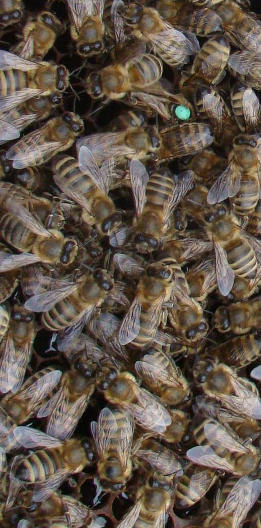 Описание Украинской Степной породы пчел, их характеристика и отзывы пчеловодов