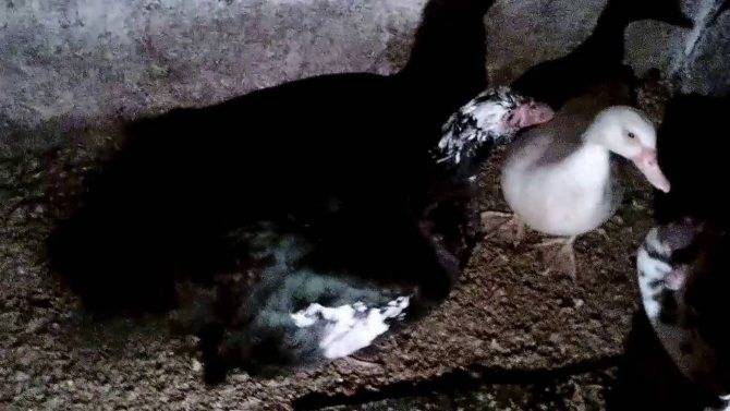 Когда утки кряквы начинают кладку яиц и вывод потомства: советы