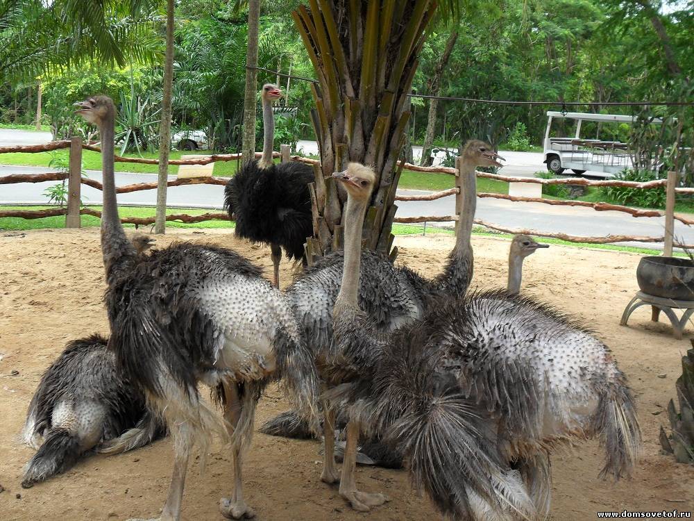 Разведение страусов для начинающих