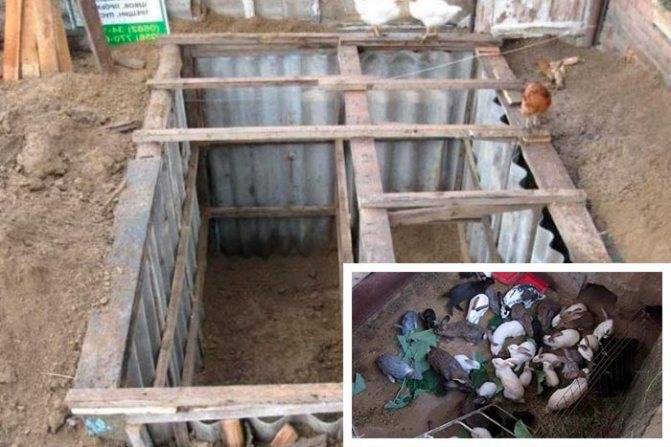 Разведение кроликов в яме в домашних условиях