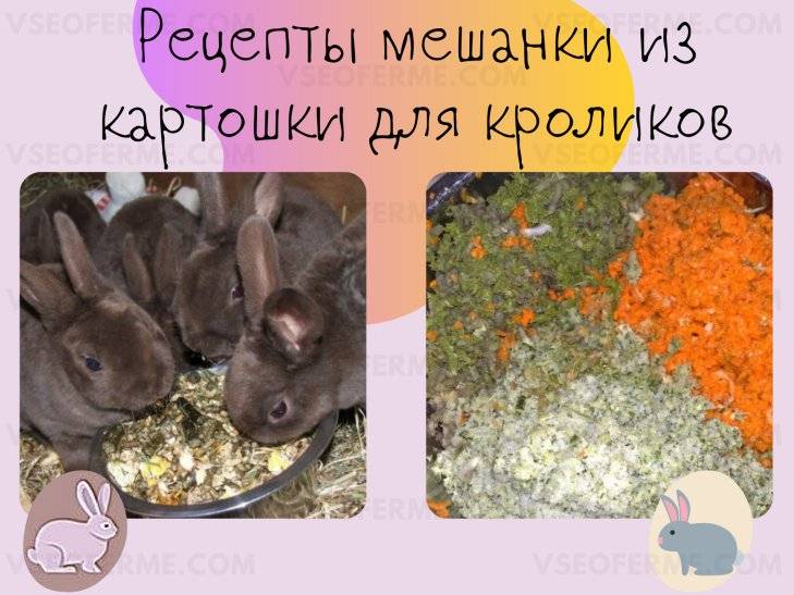 ᐉ можно ли давать кроликам сырой или вареный картофель? - zooon.ru