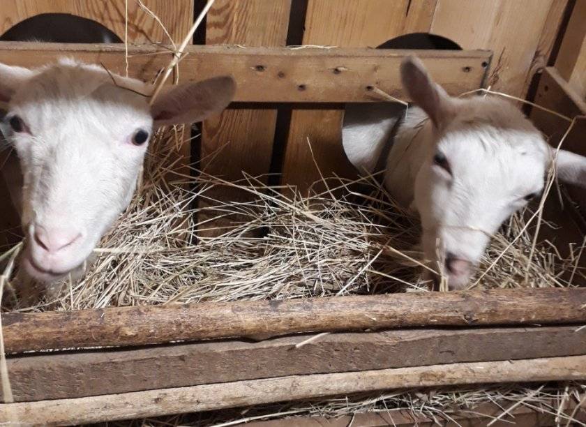 Кормушки для коз под сено - как правильно сделать своими руками (фото и чертежи) 2021