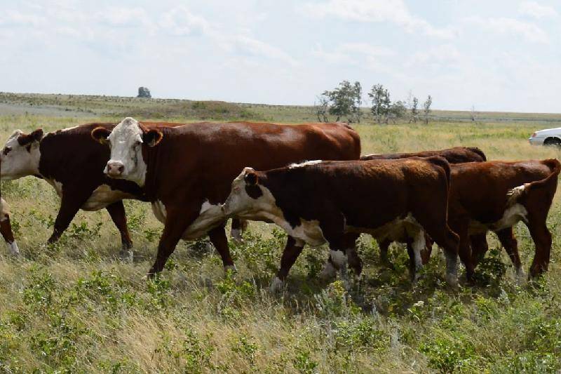 Герефордская порода крупного рогатого скота, выведение, характеристики, разновидности, преимущества выращивания