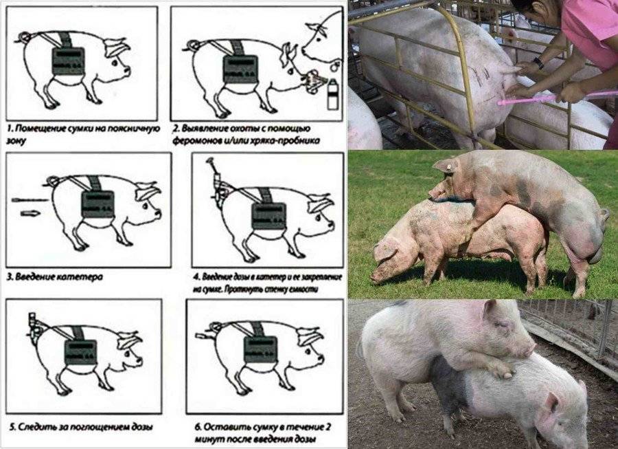 Искусственное осеменение свиней: методы оплодотворения, правила