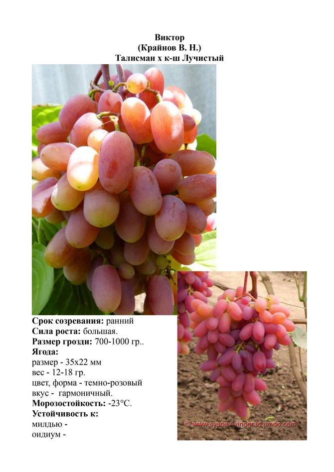 Описание сорта винограда виктор: фото и отзывы | vinograd-loza
