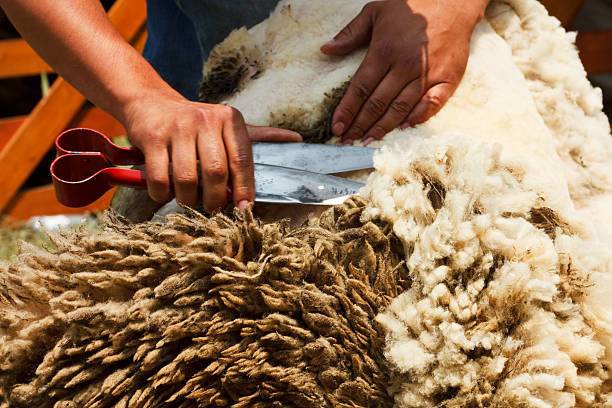 Стрижка овец: как, когда и каким инструментом стригут овец