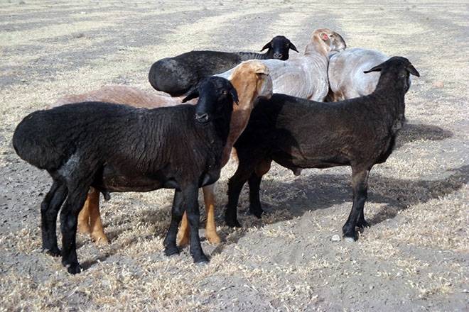 Эдильбаевская порода овец — характеристика, описание, условия содержания. | cельхозпортал