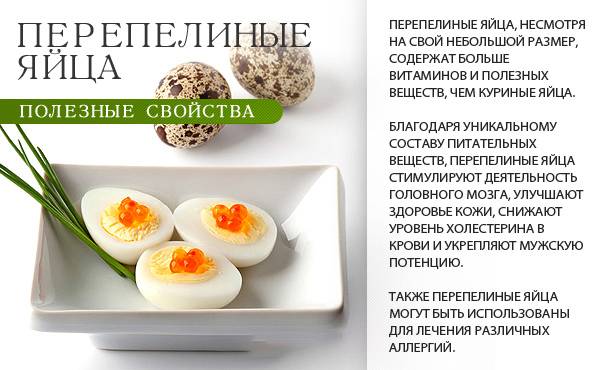 Польза перепелиных яиц для организма в сыром и вареном виде