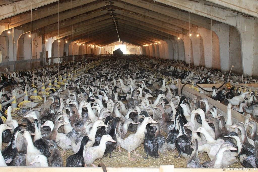 Выгодно или нет разведение гусей как бизнес: план гусиной фермы и с чего его начать, выращивание на мясо в домашних условиях и рентабельность гусеводства