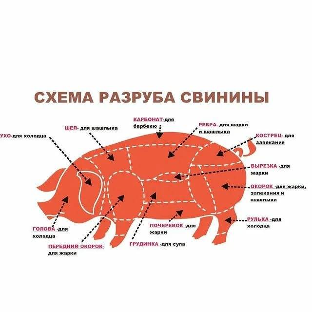 Схема разделки мяса, части туши свинины, говядины, баранины. какая часть туши для чего используется: описание, характеристика