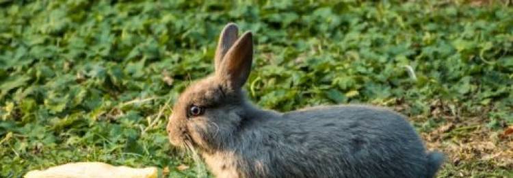 Можно ли кролику арбузную корку: чем она полезна и какой оказывает эффект