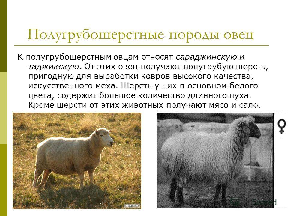 Цигайская порода овец: описание, характеристика