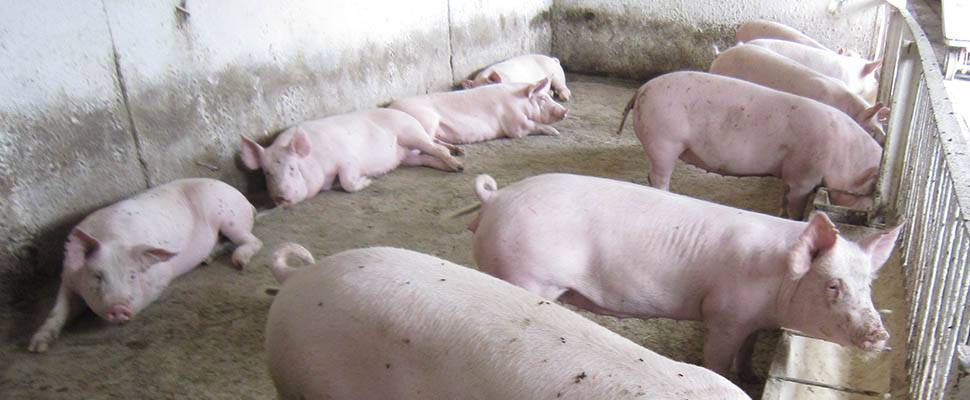 Содержание свиней в домашних условиях для начинающих