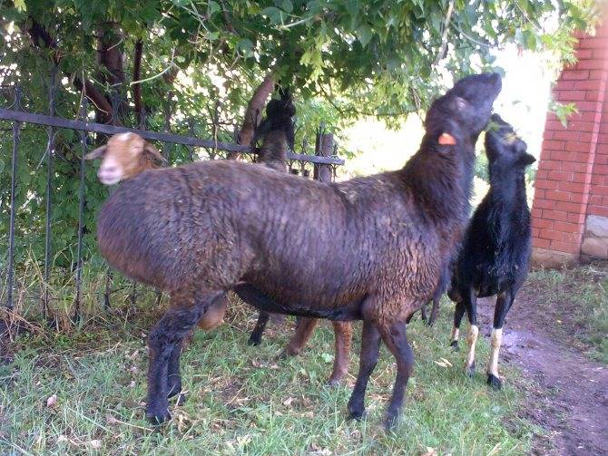 Курдючные овцы, их происхождение, ценность и условия содержания 2021