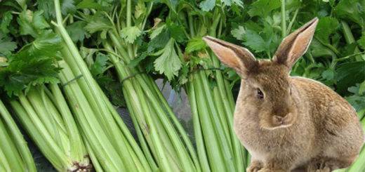 Можно ли давать кролику сельдерей и как правильно им кормить