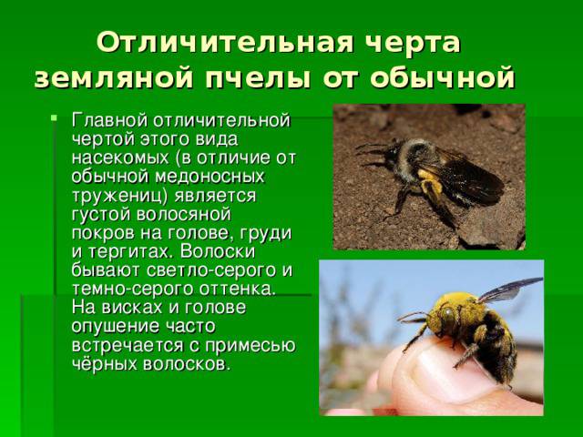 Дикие пчелы - основы пчеловодства, особенности и характеристика насекомого (105 фото)