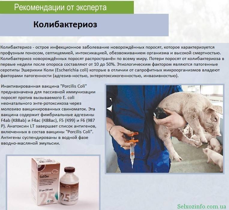 Ветеринария крс | инфекционные заболевания у телят