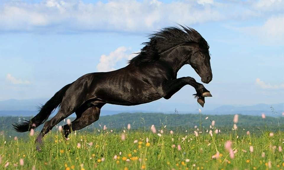 Карачаевская лошадь: описание, особенности, фото