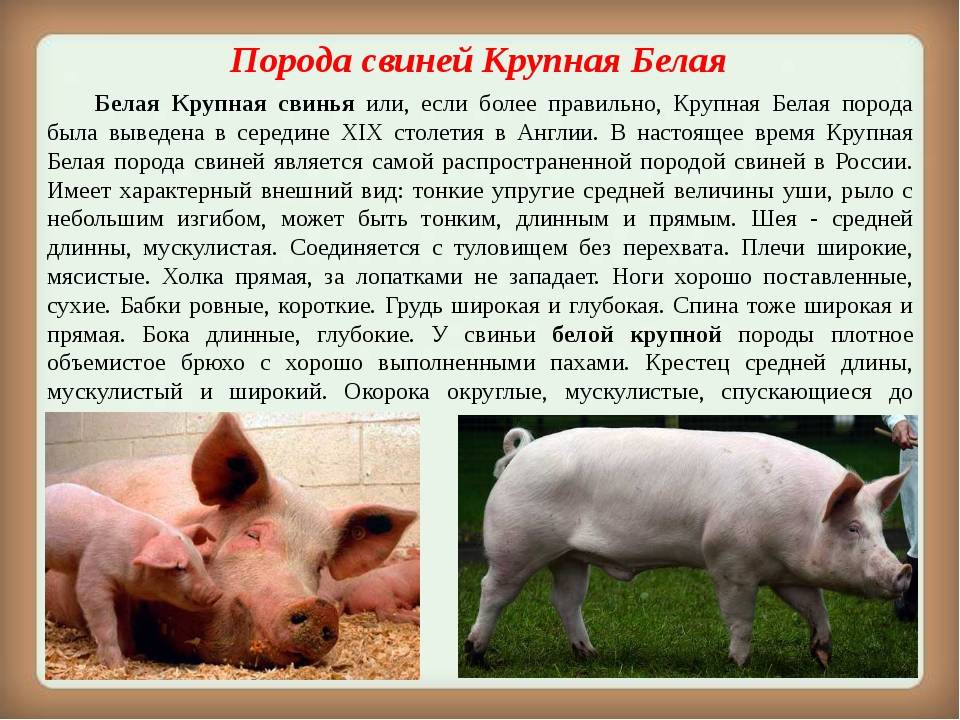 Русская крупная белая порода свиней: фото, характеристика, содержание и разведение