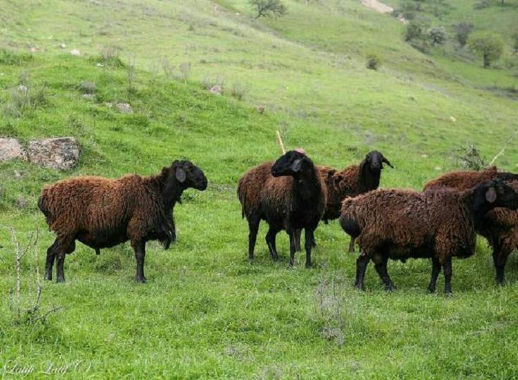 Достоинства и недостатки гиссарской породы овец с фото