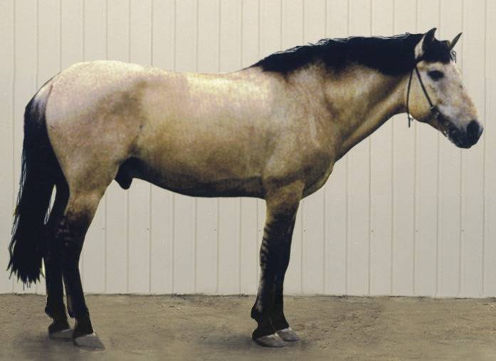 Башкирская лошадь - описание, характеристики, история